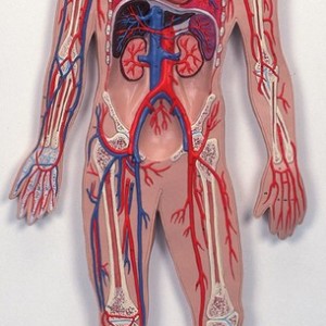 Circolazione sanguigna. Come proteggerla, come curarla