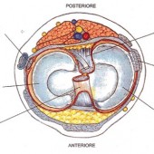 Meniscosi: come si risolve con la tecarterapia