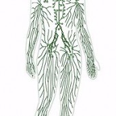 Il trattamento del Linfedema