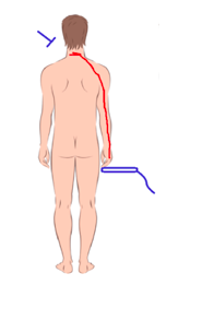 Tecarterapia e Trigger Point