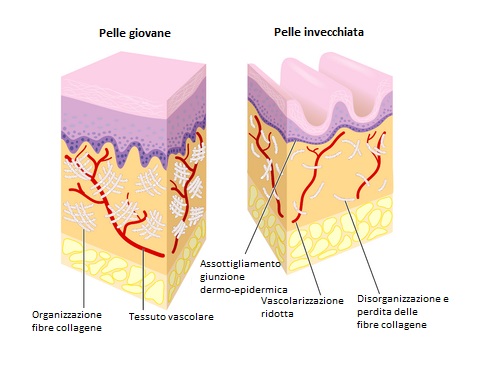la pelle e l'invecchiamento