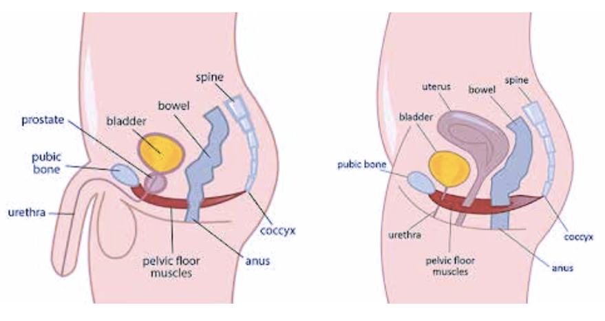 tecarterapia-pavimento pelvico struttura